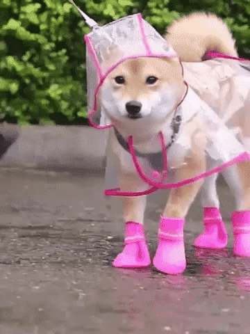 Imperméable transparent pour chien